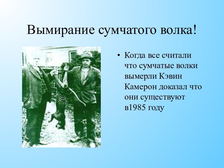 Вымирание сумчатого волка!Когда все считали что сумчатые волки вымерли Кэвин Камерон доказал