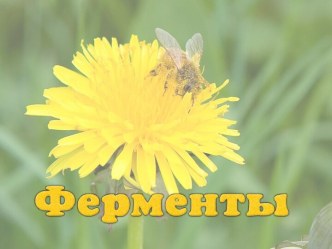 Ферменты