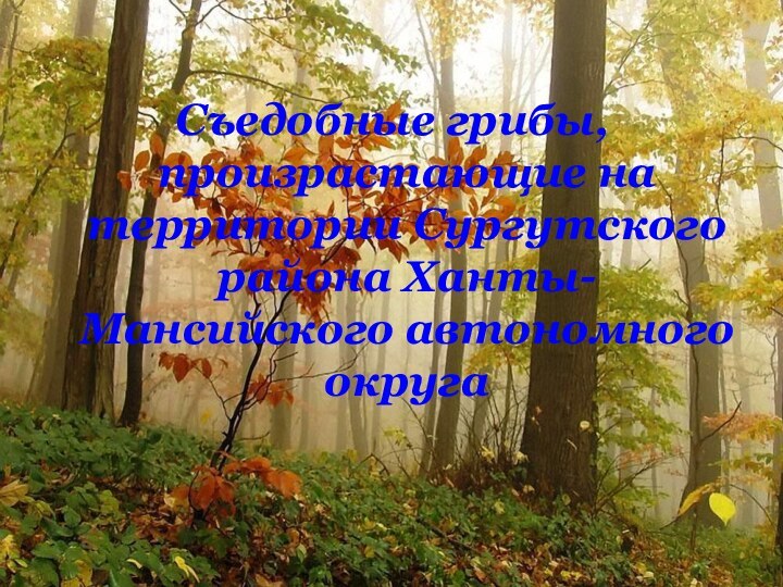 Съедобные грибы, произрастающие на территории Сургутского района Ханты-Мансийского автономного округа