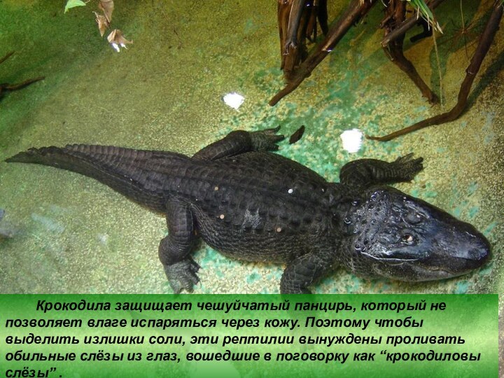 Крокодила защищает чешуйчатый панцирь, который не позволяет влаге