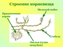 Строение корневища