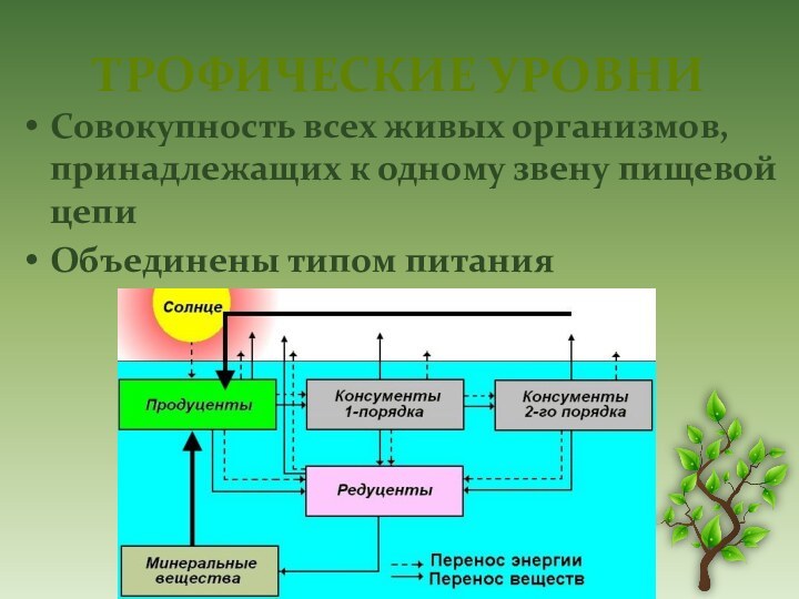 Трофические уровни Совокупность всех живых организмов, принадлежащих к одному звену пищевой цепи Объединены типом питания