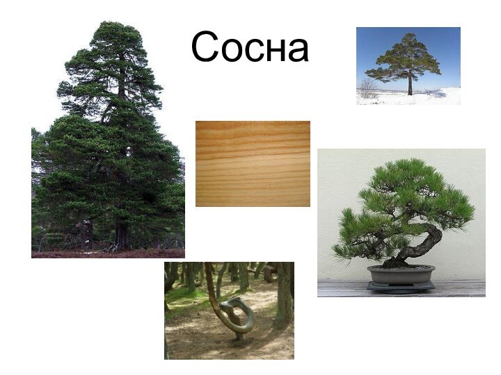 Сосна