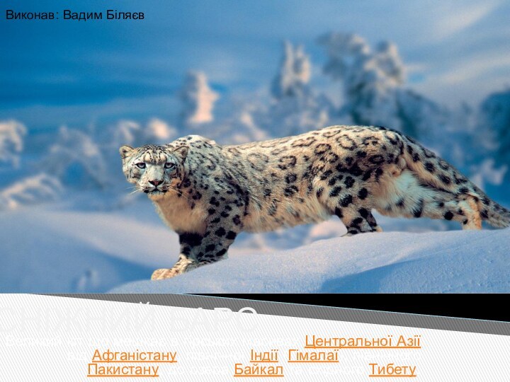 СНІЖНИЙ БАРСВеликий кіт що мешкає в гірських масивах Центральної Азії від Афганістану,