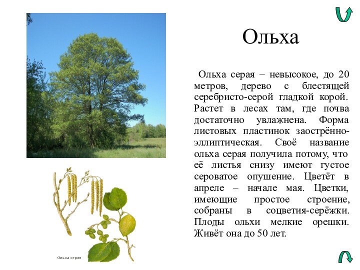 Ольха	Ольха серая – невысокое, до 20  метров, дерево с блестящей серебристо-серой