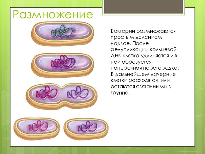 РазмножениеБактерии размножаются простым делением надвое. После редупликации кольцевой ДНК клетка удлиняется и