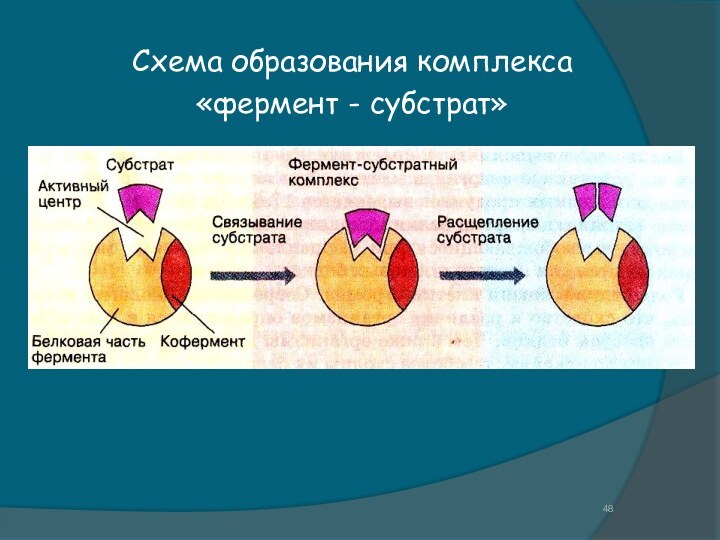 Схема образования комплекса «фермент - субстрат»