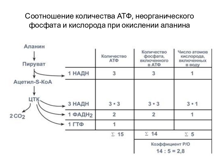 Соотношение количества АТФ, неорганического фосфата и кислорода при окислении аланина