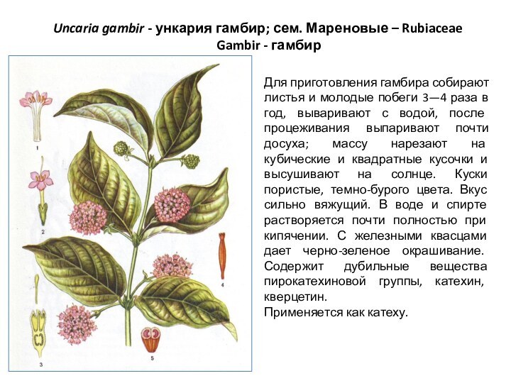 Uncaria gambir - ункария гамбир; сем. Мареновые – Rubiaceae