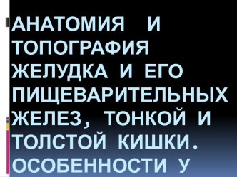 Анатомия  и топография желудка и его пищеварительных желез, тонкой и толстой кишки. Особенности у детей.