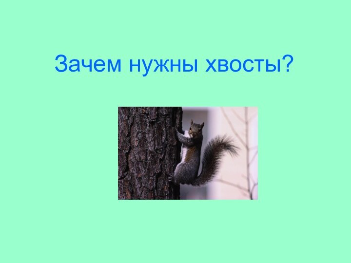 Зачем нужны хвосты?