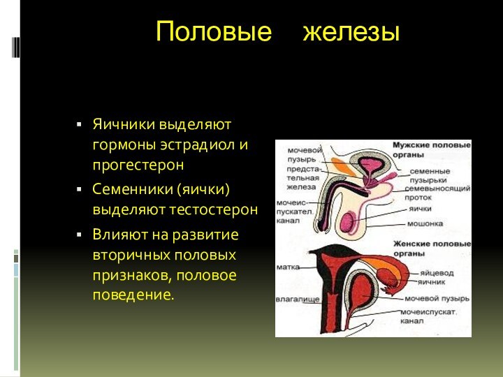 Половые железыЯичники выделяют гормоны эстрадиол и прогестеронСеменники (яички) выделяют тестостеронВлияют на развитие