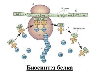 Биосинтез белка