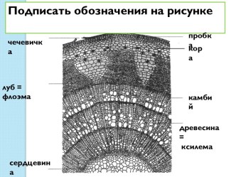 Внешнее строение и разнообразие листьев