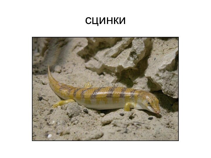 сцинки