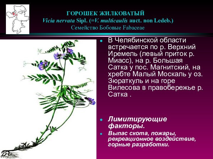 ГОРОШЕК ЖИЛКОВАТЫЙ     Vicia nervata Sipl. (=V. multicaulis auct. non Ledeb.)