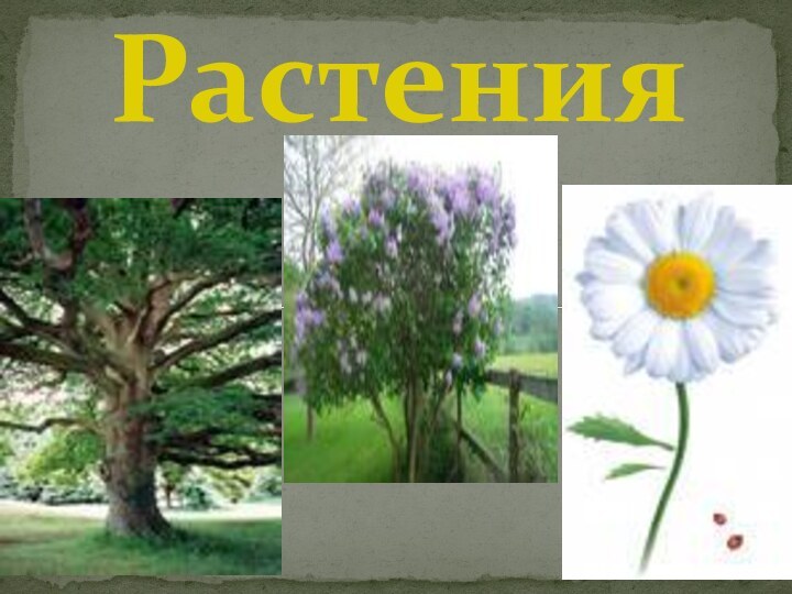 Растения