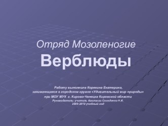 Отряд Мозоленогие. Верблюды