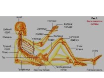 Скелет человека насчитывает 206 костей