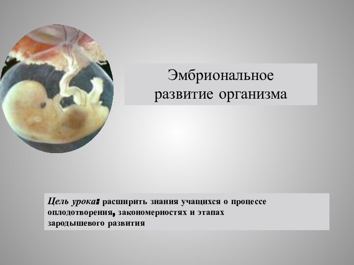 Цель урока: расширить знания учащихся о процессеоплодотворения, закономерностях и этапах зародышевого развитияЭмбриональное развитие организма