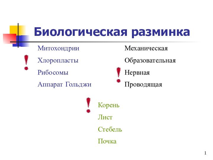 Биологическая разминкаМеханическаяОбразовательнаяНервнаяПроводящаяМитохондрииХлоропластыРибосомыАппарат ГольджиКореньЛистСтебельПочка