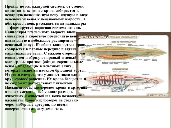 Пройдя по капиллярной системе, от стенок кишечника венозная кровь собирается в непарную