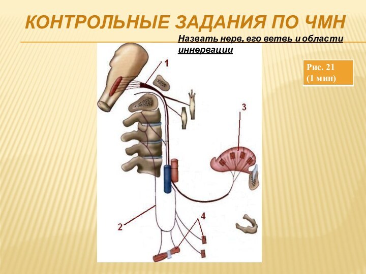 Контрольные задания по ЧМННазвать нерв, его ветвь и области иннервации