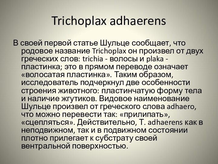 Trichoplax adhaerensВ своей первой статье Шульце сообщает, что родовое название Trichoplax он