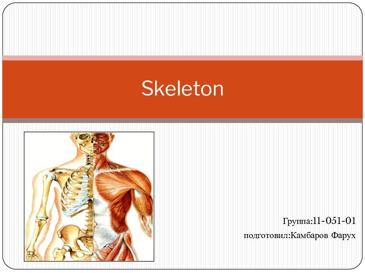 Группа:11-051-01подготовил:Камбаров ФарухSkeleton