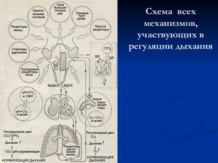 Схема всех механизмов, участвующих в регуляции дыхания