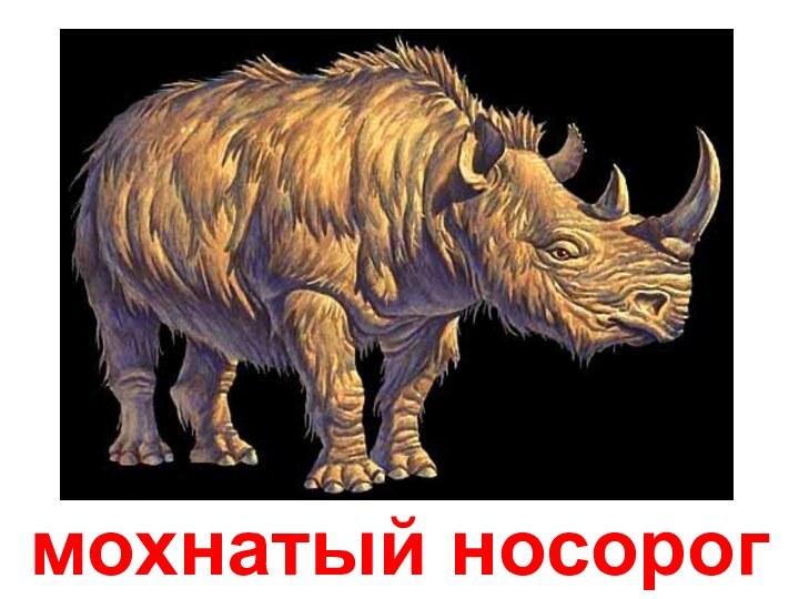 мохнатый носорог