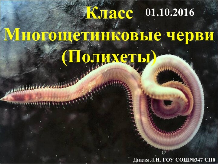 Класс Многощетинковые черви(Полихеты) Дикая Л.Н. ГОУ СОШ№347 СПб
