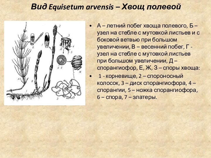 Вид Equisetum arvensis – Хвощ полевойА – летний побег хвоща полевого, Б