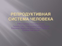 Репродуктивная система человека