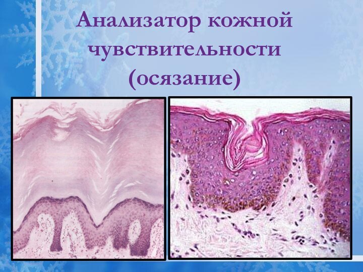 Анализатор кожной чувствительности (осязание)