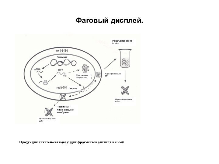 Фаговый дисплей.