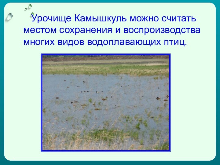 1   Урочище Камышкуль можно считать местом сохранения и воспроизводства многих видов водоплавающих птиц.