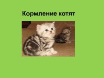 Кормление котят