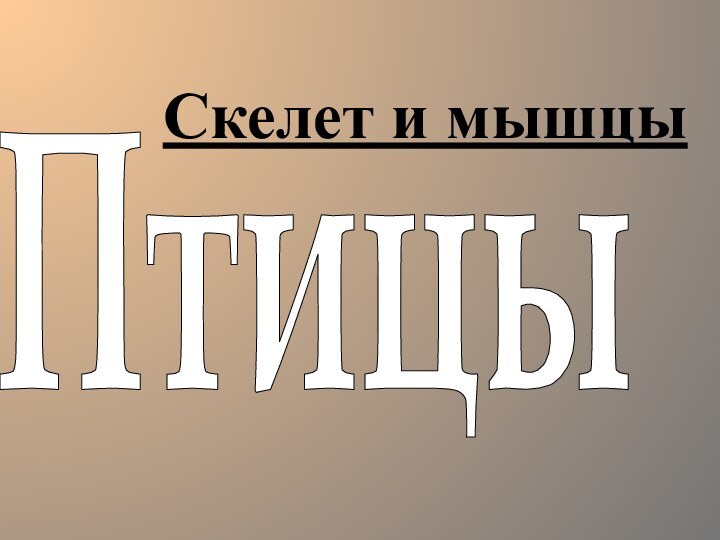 ПтицыСкелет и мышцы