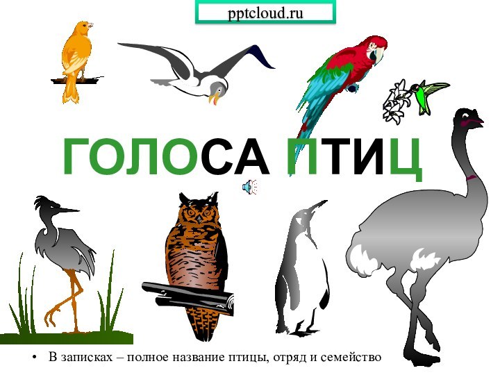 ГОЛОСА ПТИЦВ записках – полное название птицы, отряд и семейство