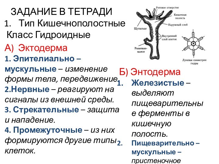 ЗАДАНИЕ В ТЕТРАДИТип Кишечнополостные  Класс Гидроидные