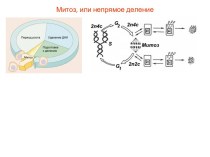 Митоз или непрямое деление