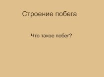 Строение побега. Что такое побег?