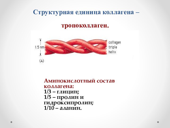 Структурная единица коллагена – тропоколлаген.Аминокислотный состав коллагена:1/3 – глицин;1/5 – пролин и гидроксипролин;1/10 – аланин.