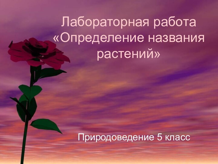 Лабораторная работа «Определение названия растений»Природоведение 5 класс