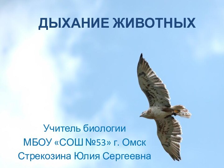 Дыхание животныхУчитель биологииМБОУ «СОШ №53» г. ОмскСтрекозина Юлия Сергеевна