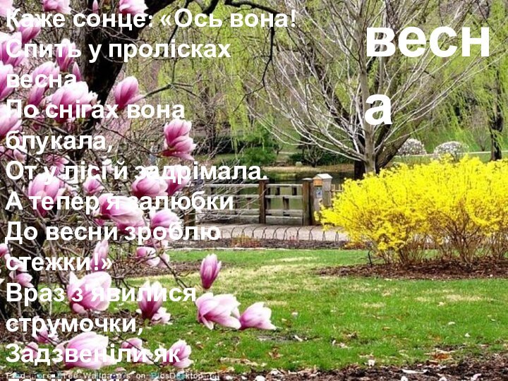 Каже сонце: «Ось вона!  Спить у пролісках весна.По снігах вона блукала,  От