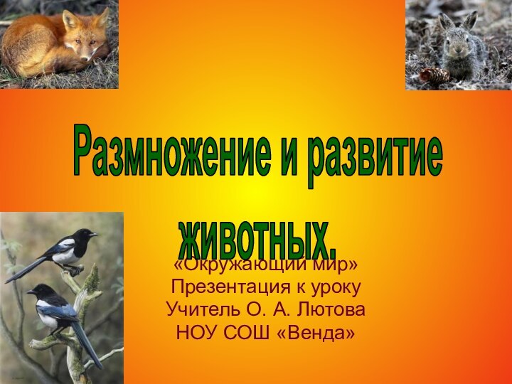 «Окружающий мир»Презентация к уроку Учитель О. А. ЛютоваНОУ СОШ «Венда»Размножение и развитие животных.