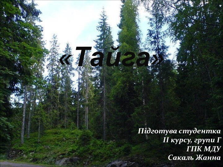 «Тайга»Підготува студенткаII курсу, групи Г ГПК МДУСакаль Жанна