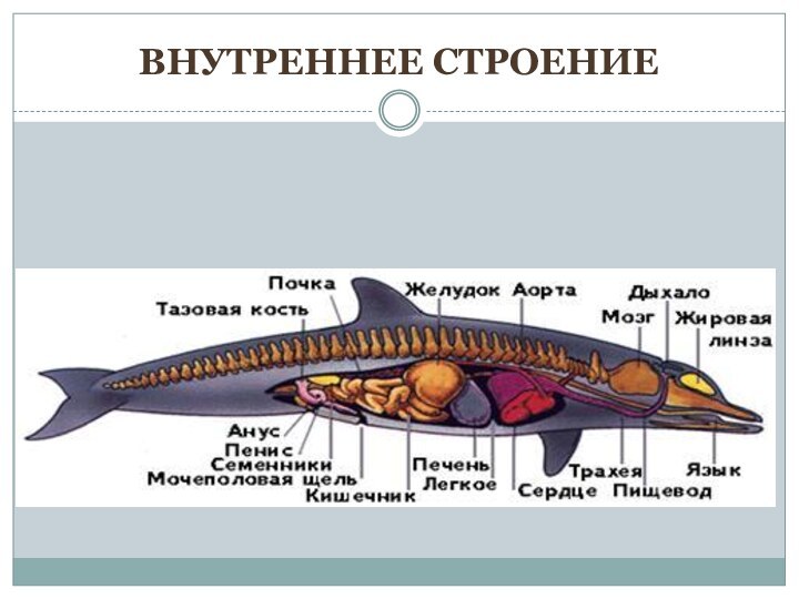 Внутреннее строение